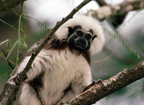 Monkeys can recognize simple grammar