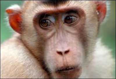 Monkeys drink a lot of alcohol because of genes
