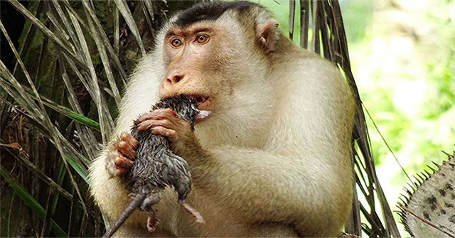 Monkeys eat rat meat, astonishing researchers