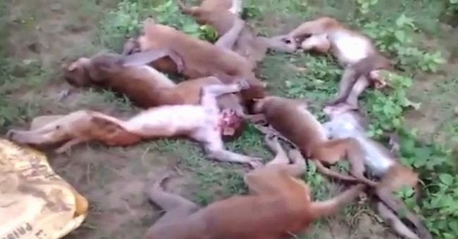 Monkeys have a deadly heart attack