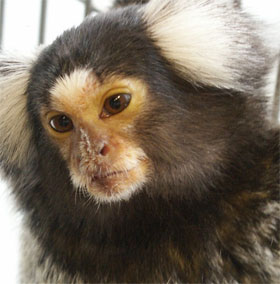 Monkeys have a way of