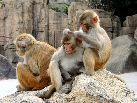 Monkeys have genes against diseases of the century