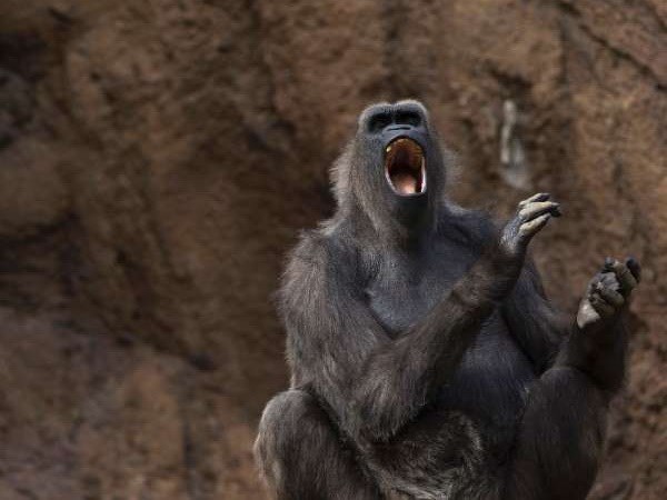 Monkeys have the ability to 'speak' people?
