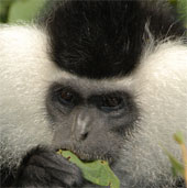 Monkeys have the most funny faces