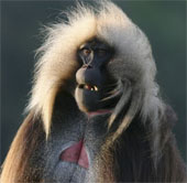 Monkeys know to say 'like' people