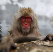 Monkeys near the Fukushima plant may be contaminated