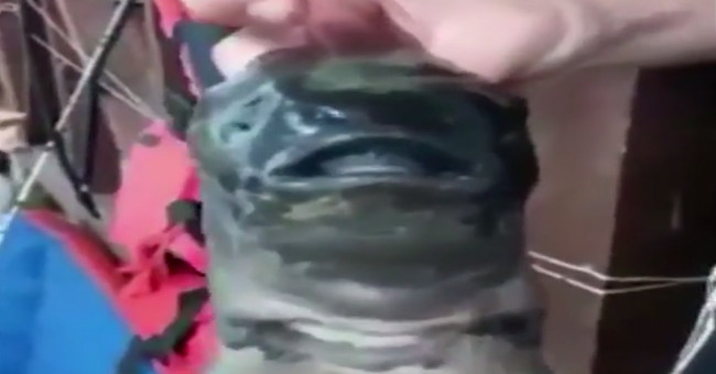Monster fish with two round mouths bite the Russian fisherman