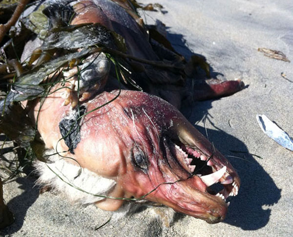 Monster just appeared in America?