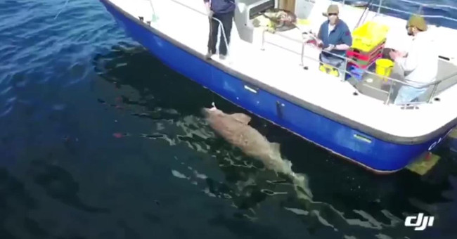 Monster shark weighing 7 quintals biting Irish fishermen