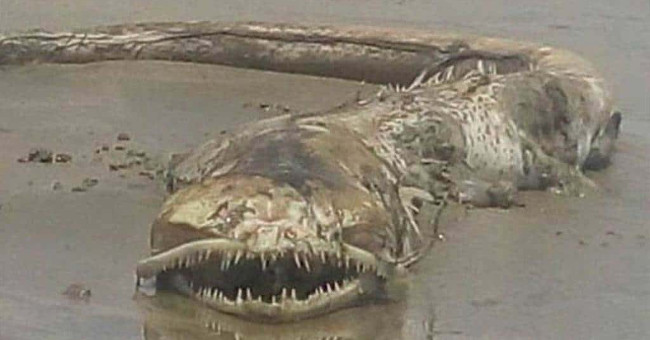 Monster teeth pointed at Mexico beach