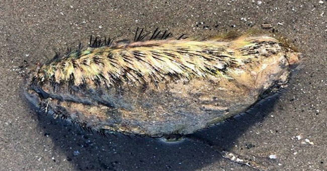Monsters covered with black thorns washed up on the river bank in England