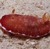 Monsters of the ocean