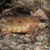 Monsters themselves turtles, strange bird heads of Vietnam