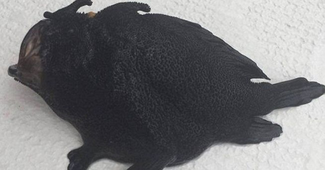 Monstrous black legs in New Zealand