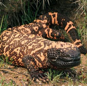 Monstrous giant reptile monster with harmful venom