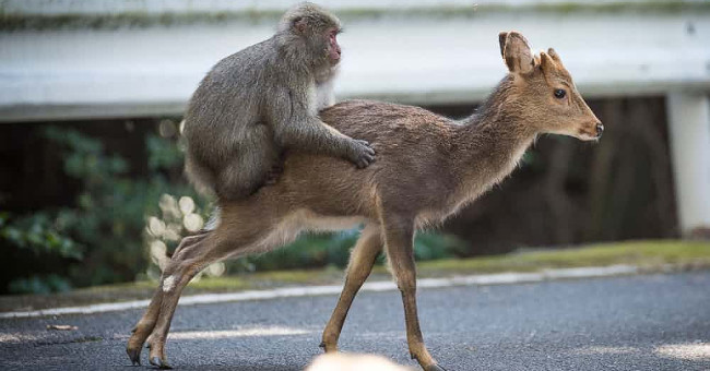 'Monstrous' in nature: Japanese monkeys do 'that' with ... deer