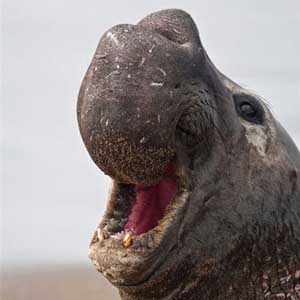 Monstrous nose