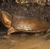 Monstrous turtles 'mouse-tail elephant heads' in Vietnam