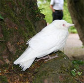 Monstrous white crow appeared in England