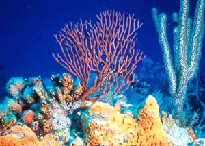 Moonlight triggers sex in corals