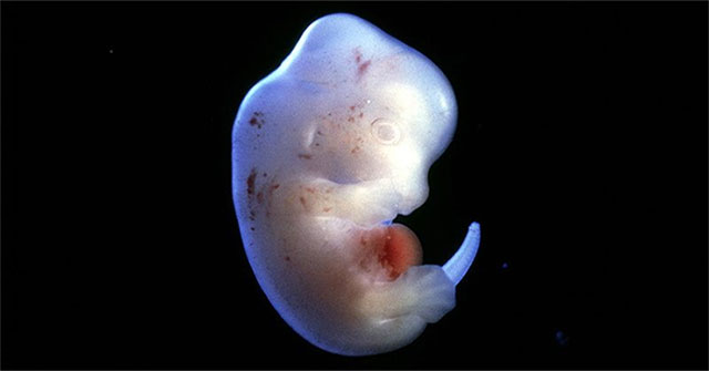 Moral controversy when Japan allowed the creation of human embryos and mice