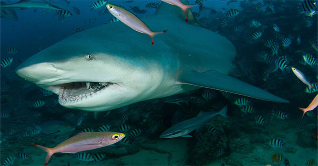 More and more people are attacked by sharks and this is the real reason behind