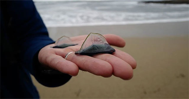 More and more 'strange creatures' landed - this trend is more dangerous than you think