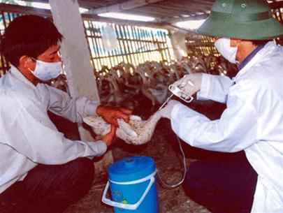 More Bac Giang and Hai Phong appear avian influenza