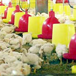 More Cao Bang province has bird flu