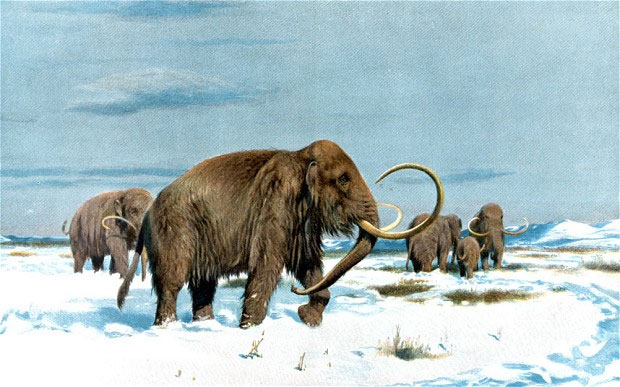 More hope to revive mammoths