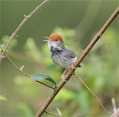 More new species discovered in the lower Mekong