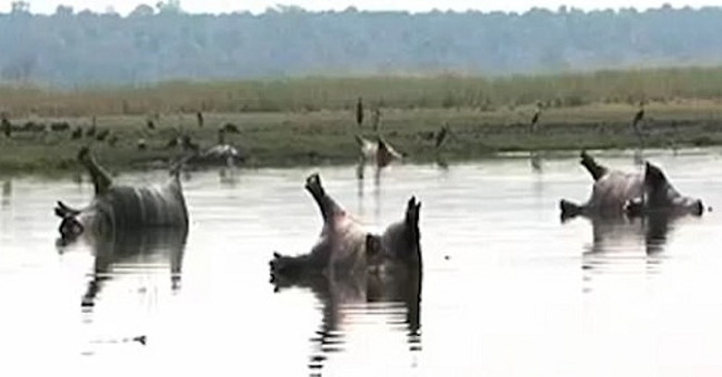More than 100 dead hippos are suspected of being anthrax in Namibia