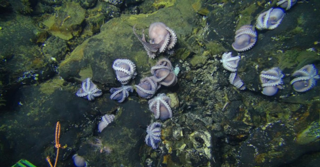 More than 100 mother octopus hatched eggs in the deep sea