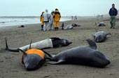 More than 130 whales are stranded in Japan