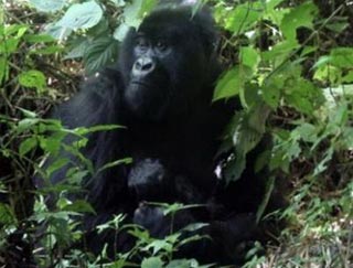 More than 16,300 species endangered