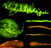 More than 180 species of fish are glowing enchanting in the sea