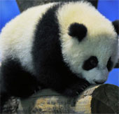 More than 19,000 people watched the first baby panda in Taiwan