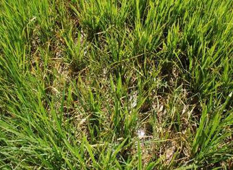 More than 20,000 hectares of rice area suffer from stunted black streak disease