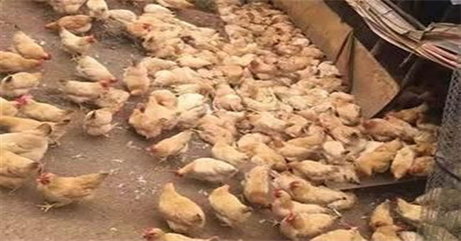 More than 300 chickens died of heart attack because ... terrifying this language