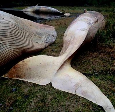 More than 300 dead whales in Chile's coast