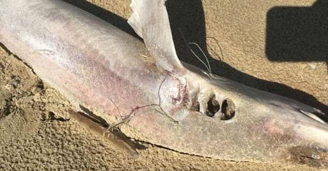 More than 50 mysterious dead sharks, drifting to the English coast for 1 day