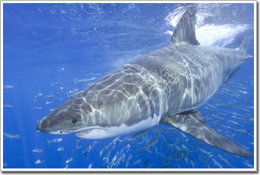 More than 50% of marine shark species are in danger of extinction