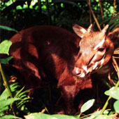 More than 800 creatures are threatened