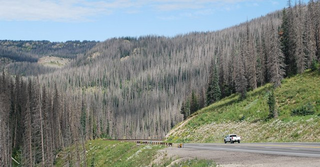More than 800 million trees in the US