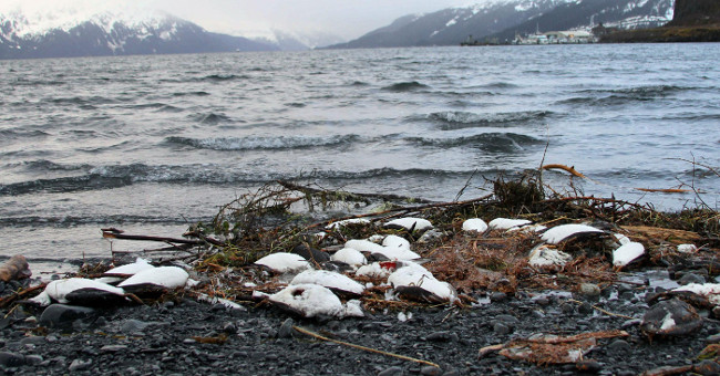 More than 8,000 unusually dead seabirds along Alaska's beaches