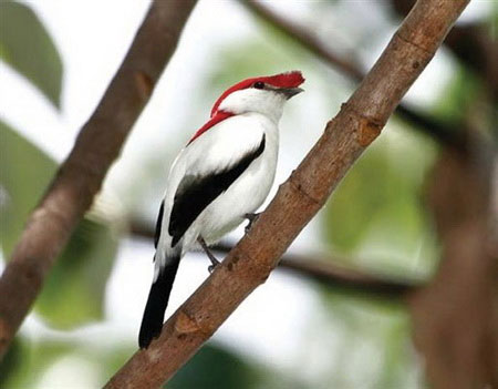 More than 860 wildlife species have become extinct