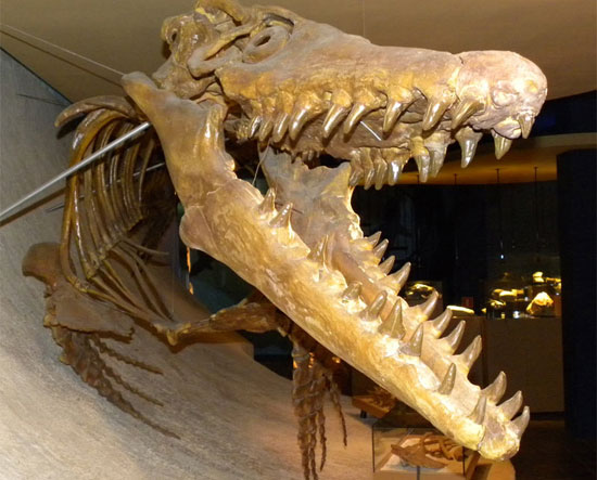 Mosasaur sea lizard once dominated the ocean