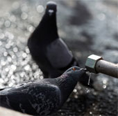 Moscow was shaken by the pigeons 'live zombie'