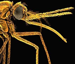 Mosquito gene map has been completed