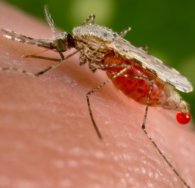 Mosquito-changing mosquitoes